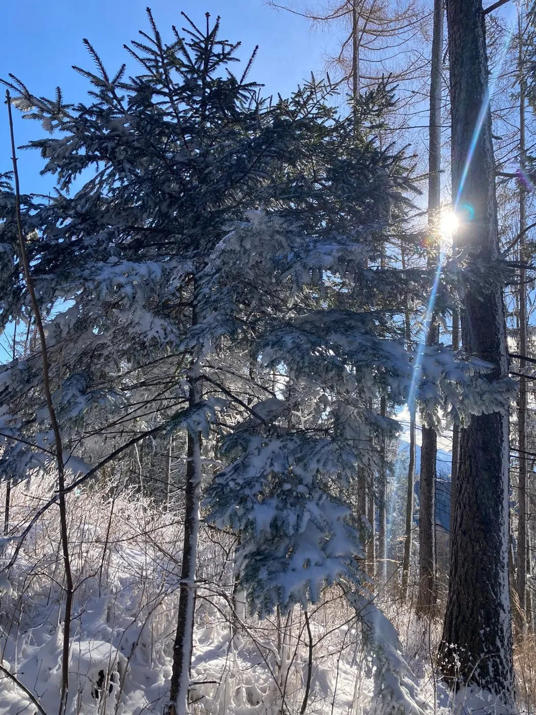 Hirschwaldstein (1095m) via Zederbauerspitz (1082m) zum Ochsenkogel (906m)