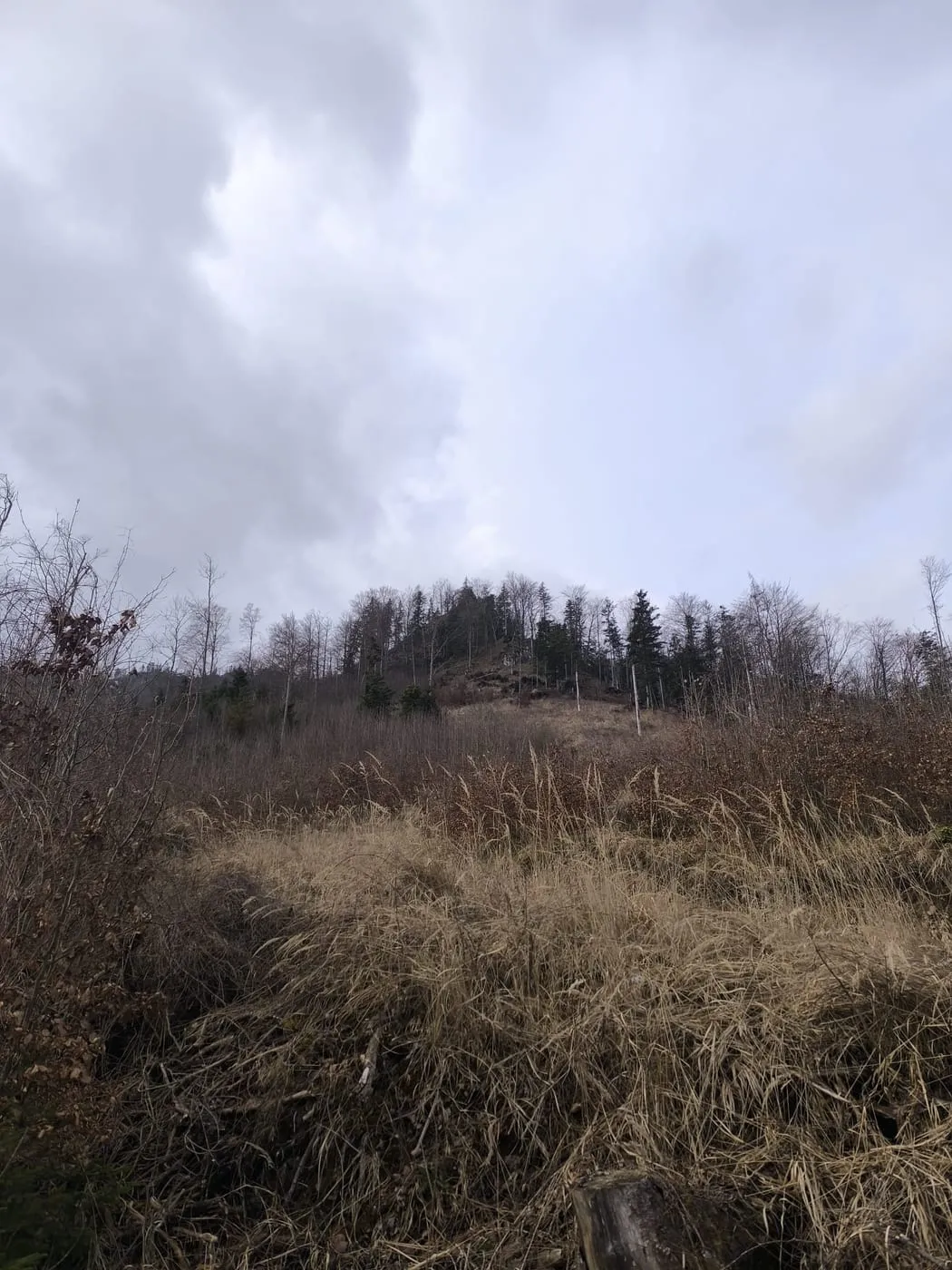 Hier gehts steil den Wald rauf!