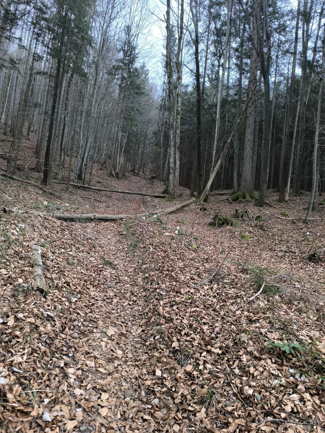 Viel Windwurf!