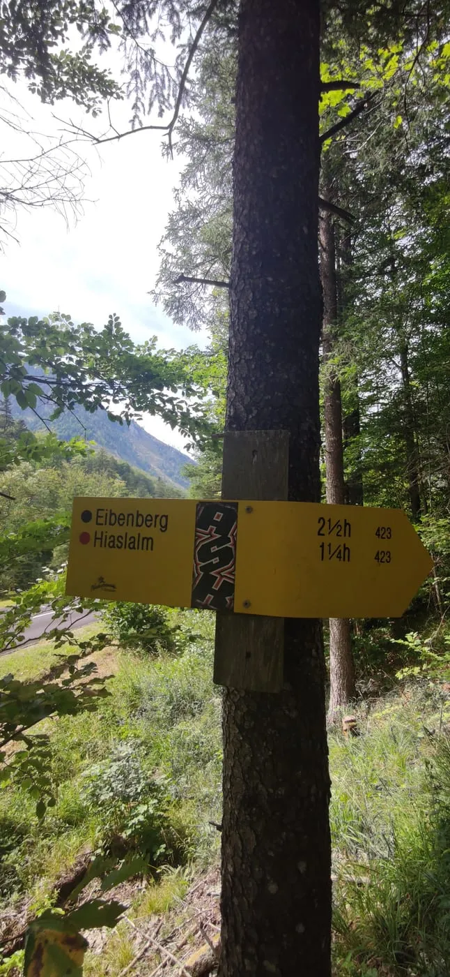 Einstieg im Wald