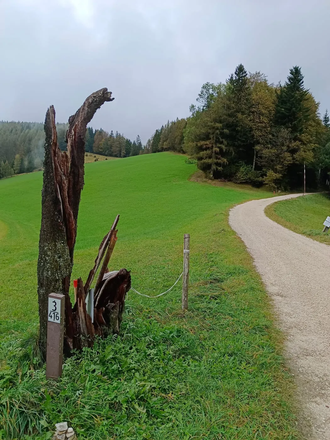Schöner Wald
