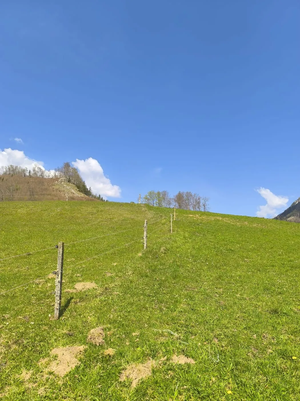 Falkenstein (737m)