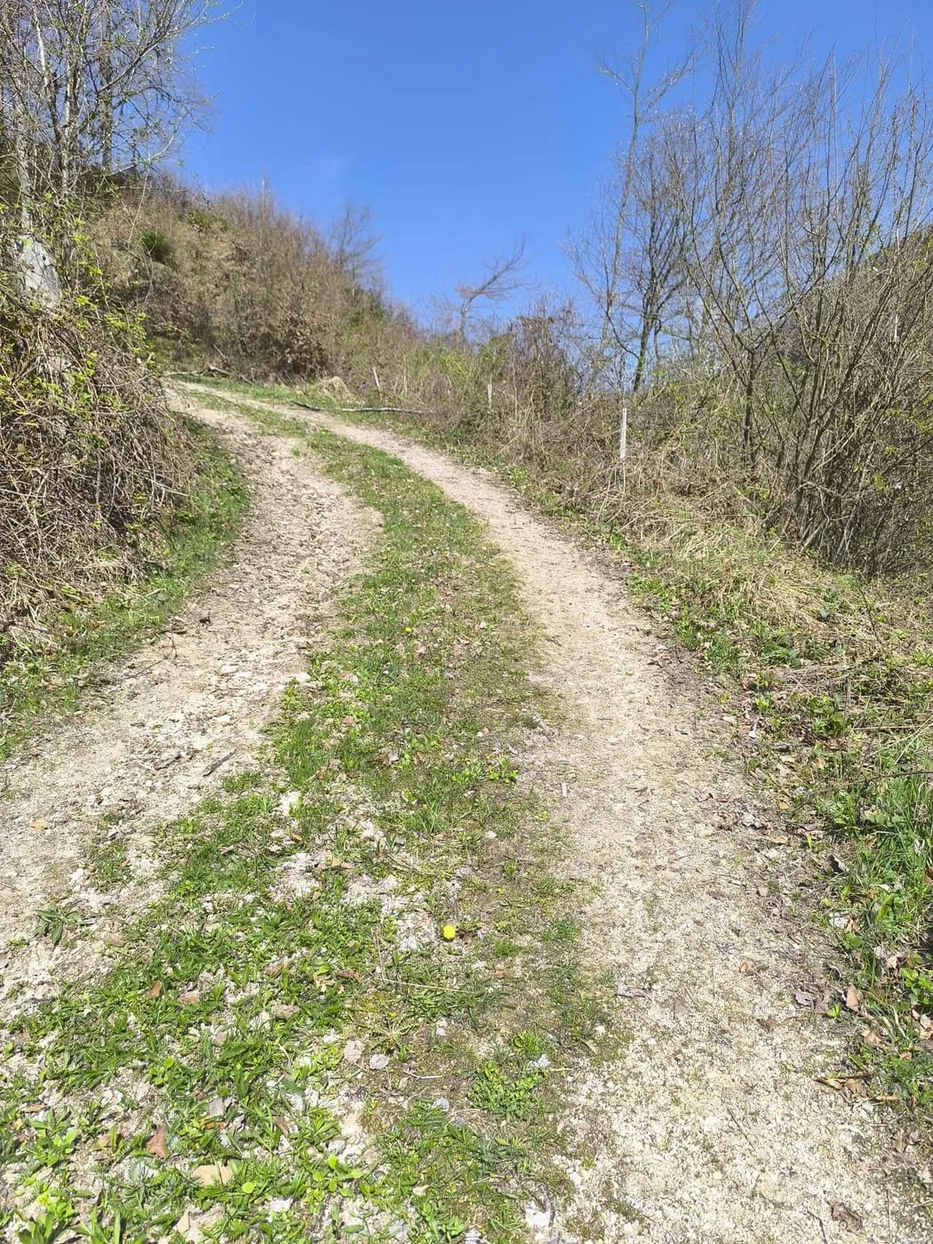 Falkenstein (737m)