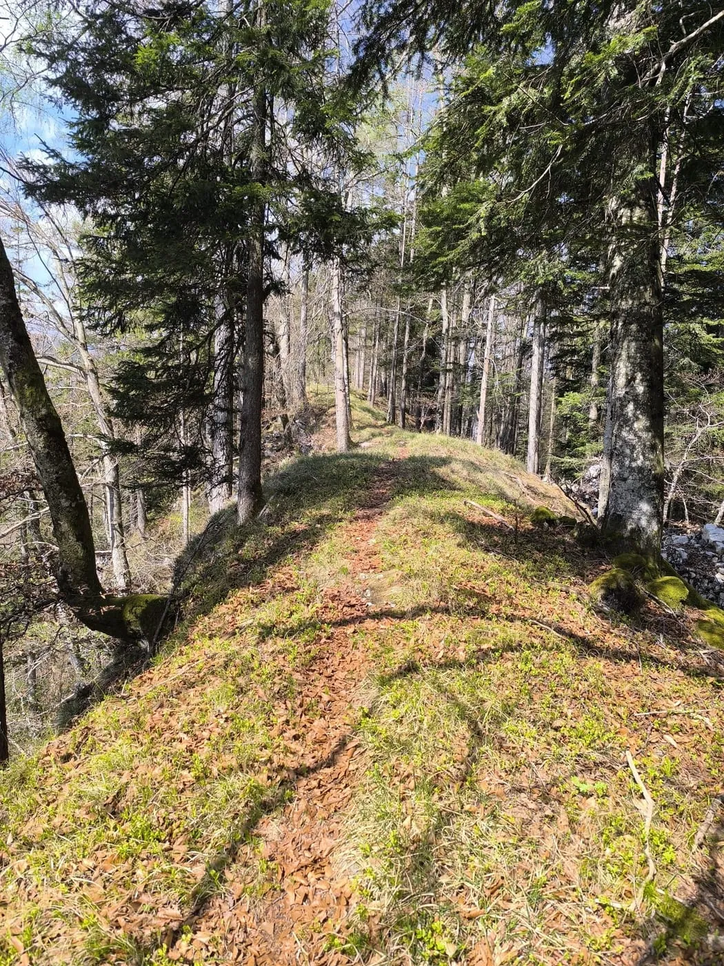 Falkenstein (737m)