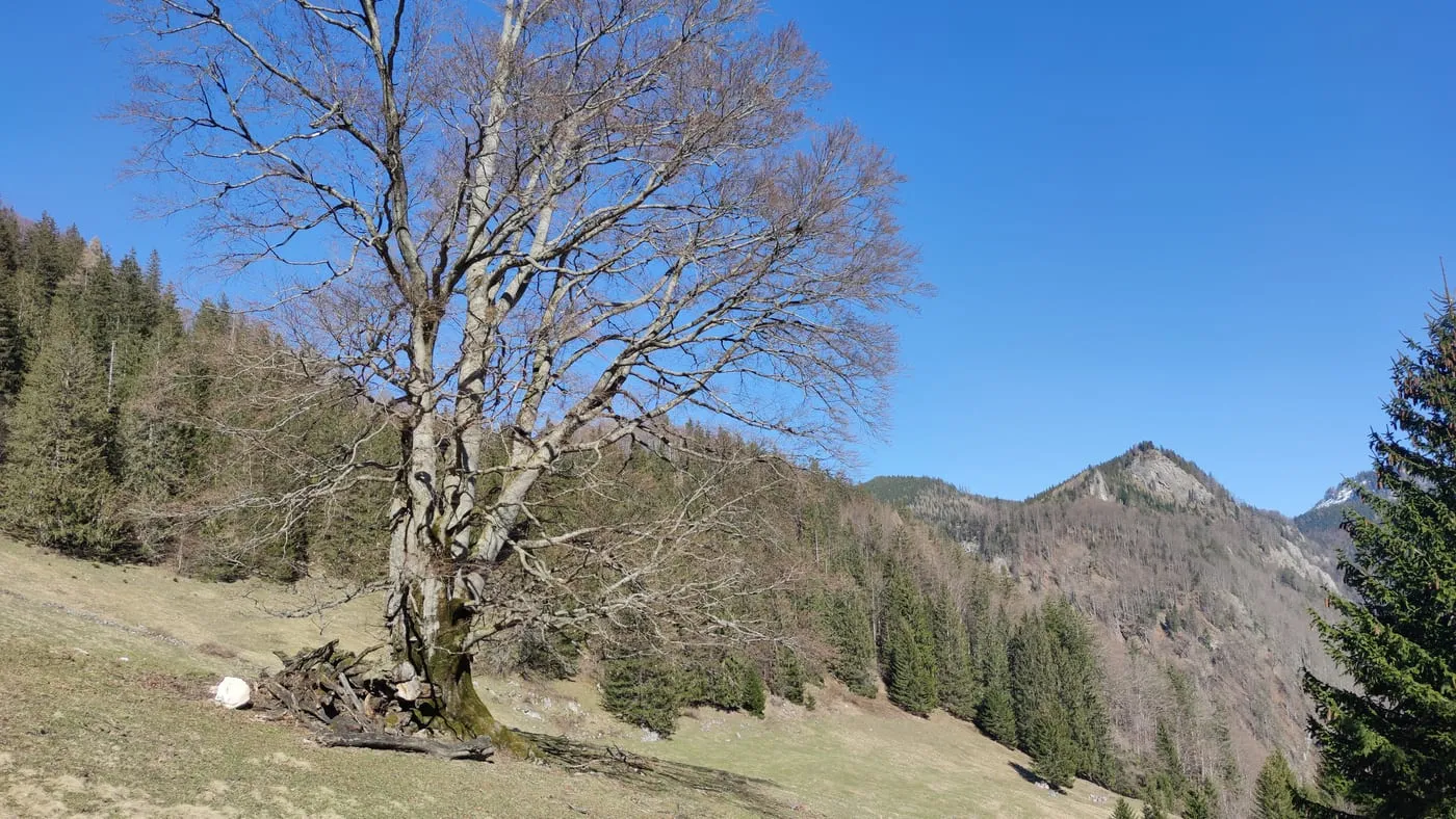 Haderlauskögerl (1547m) & Rotgsol (1560m) im Reichraminger Hintergebirge