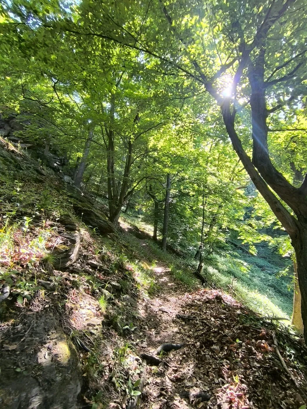 Gipfel Hirschkopf!