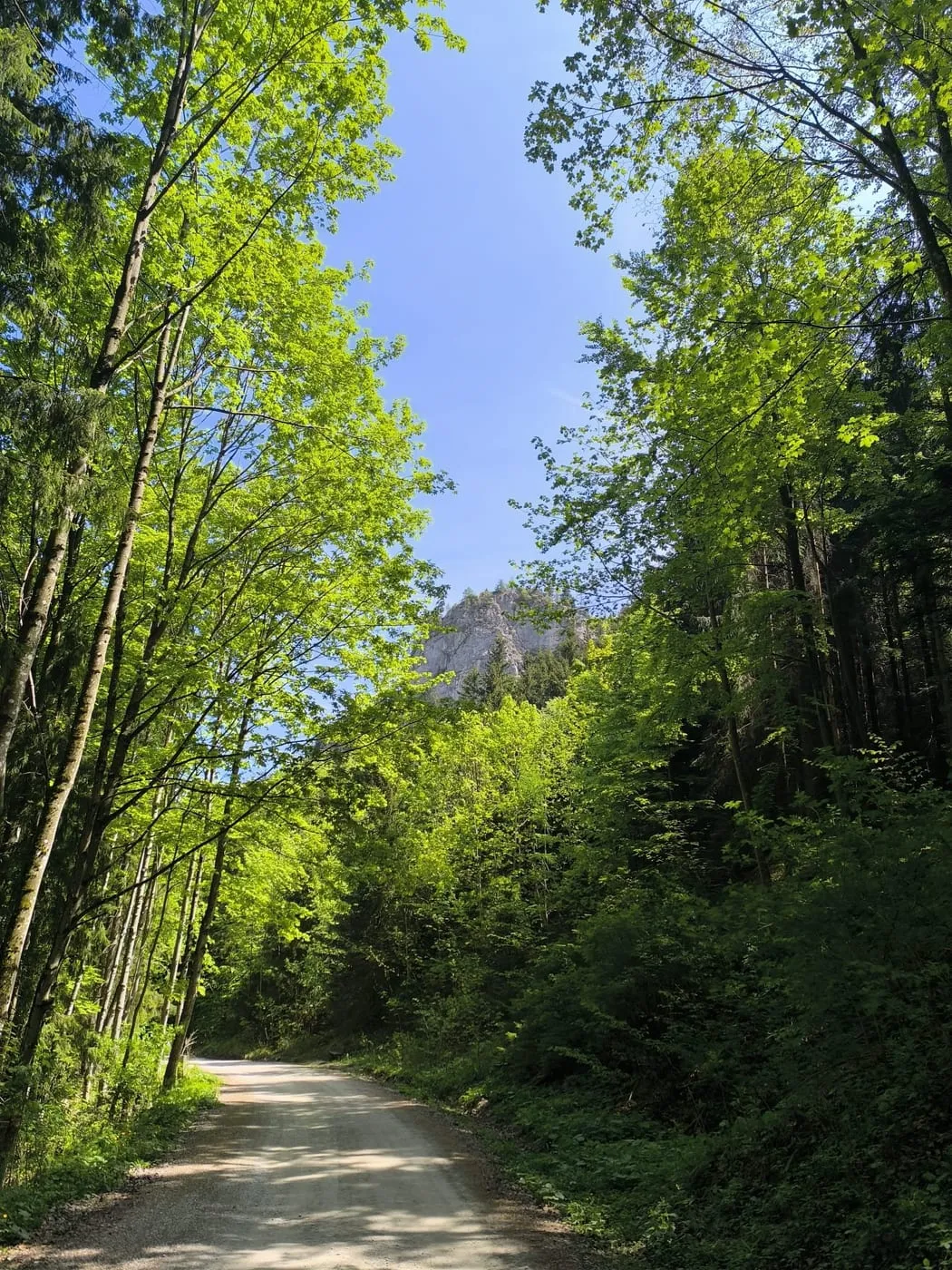 Mit Blick zum Traunstein