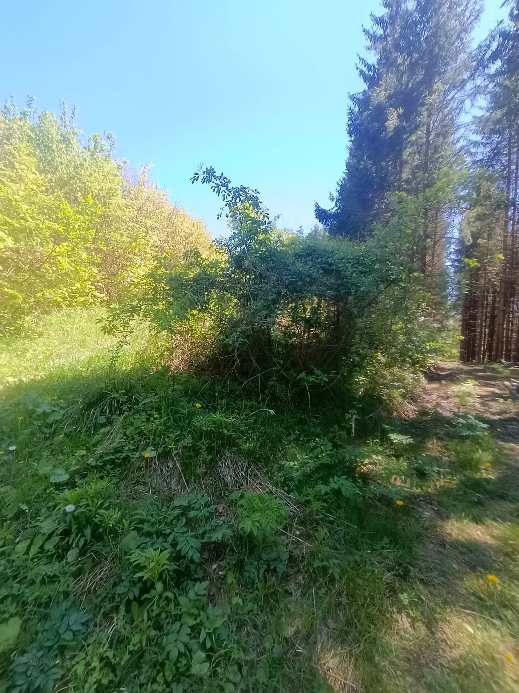 Kahlenberg in Leonstein