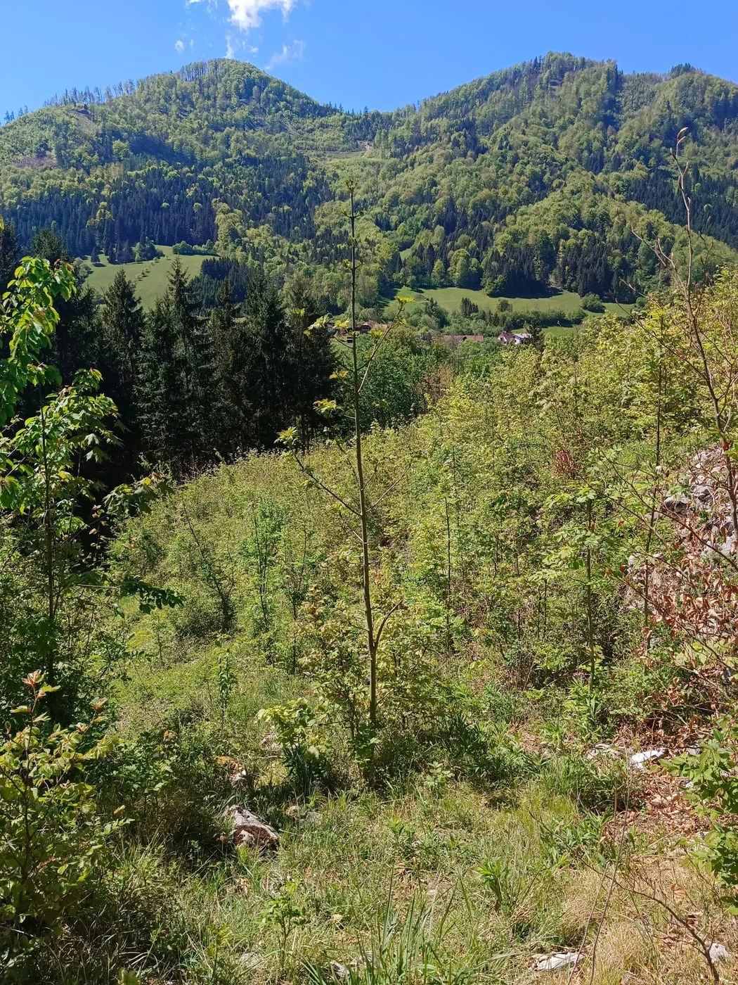 Kahlenberg in Leonstein