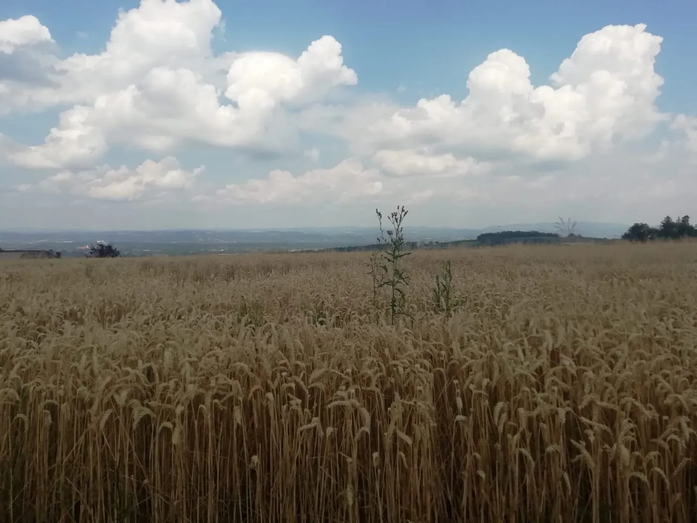 Kirschblütenwanderung Scharten