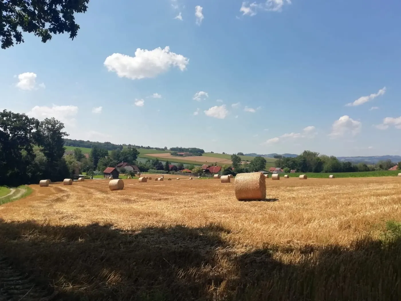 Kirschblütenwanderung Scharten