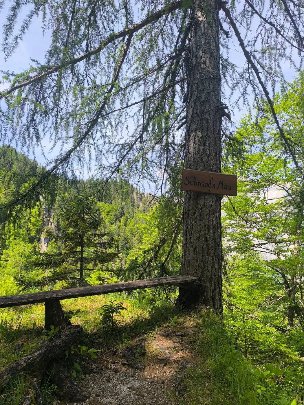 Kleine Scheibe (1836) via Schafferreith und Bärenalm