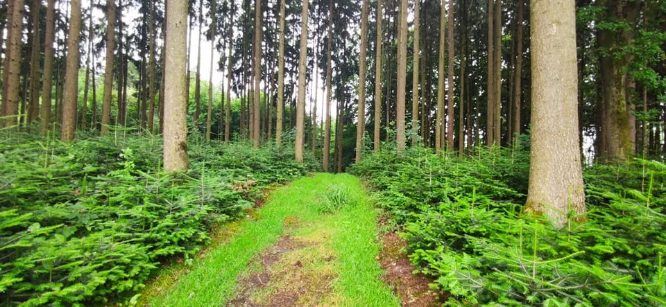 Krailberg (504m) Gipfel in Wels-Land