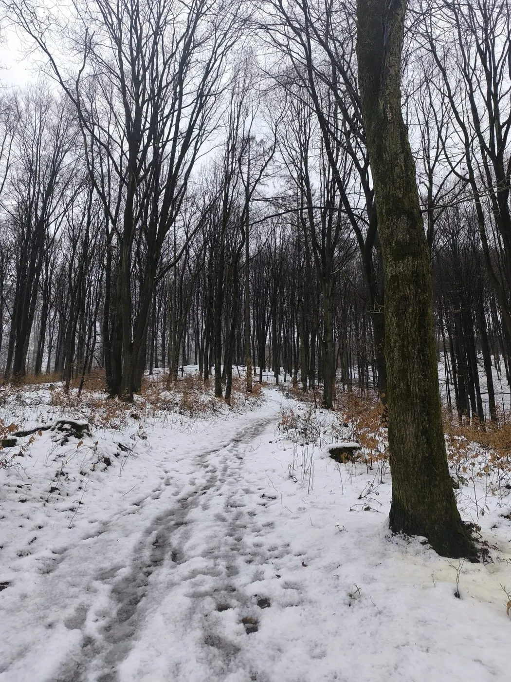 Kürnberg (526m) via Aichberg