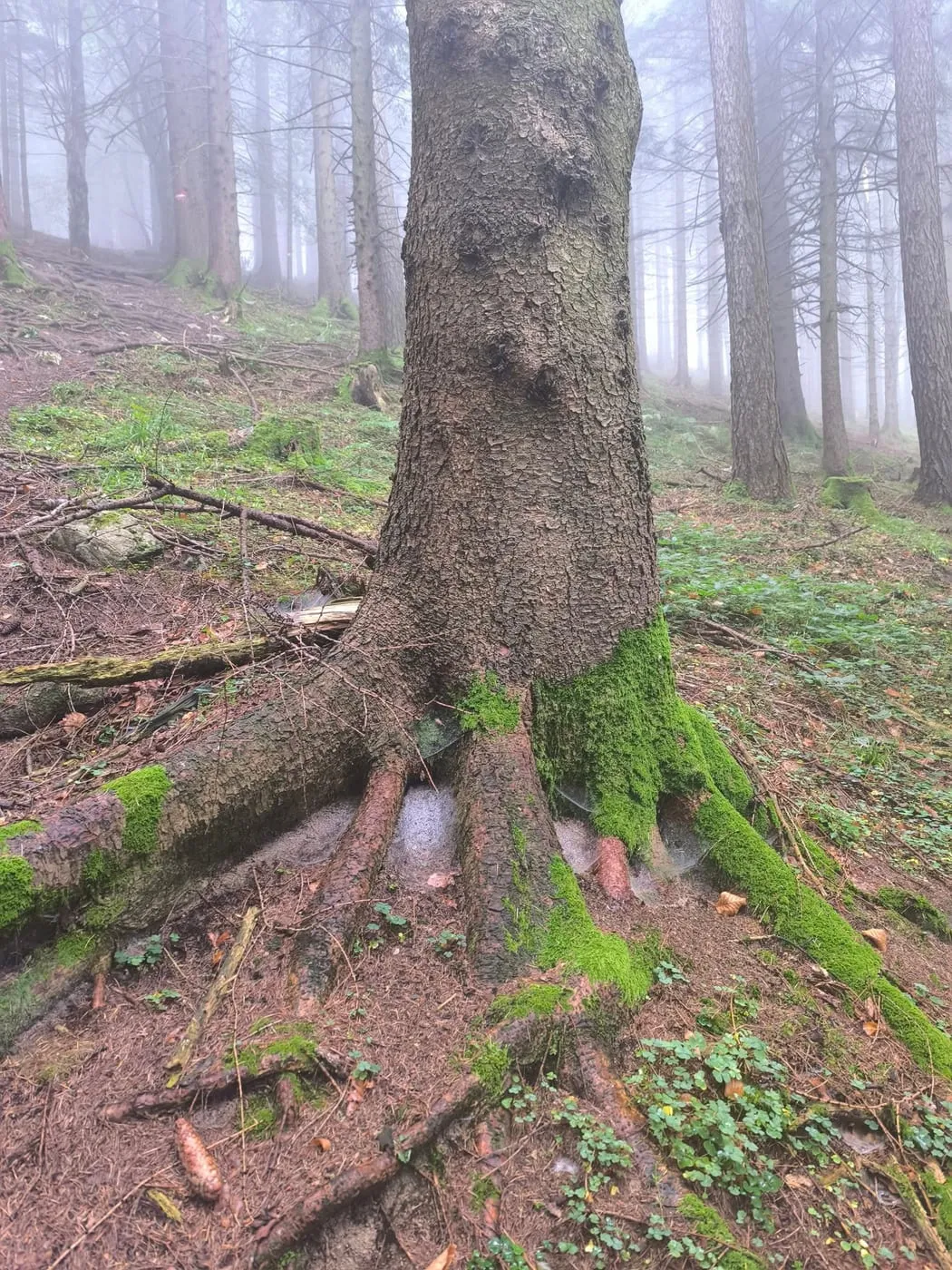 Gipfel ohne Sicht