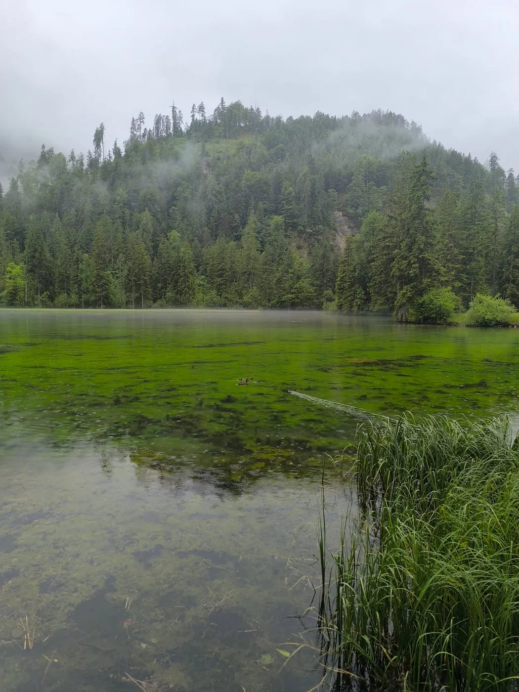 Schiederweiher - schönster Platz Österreichs 2018/2019