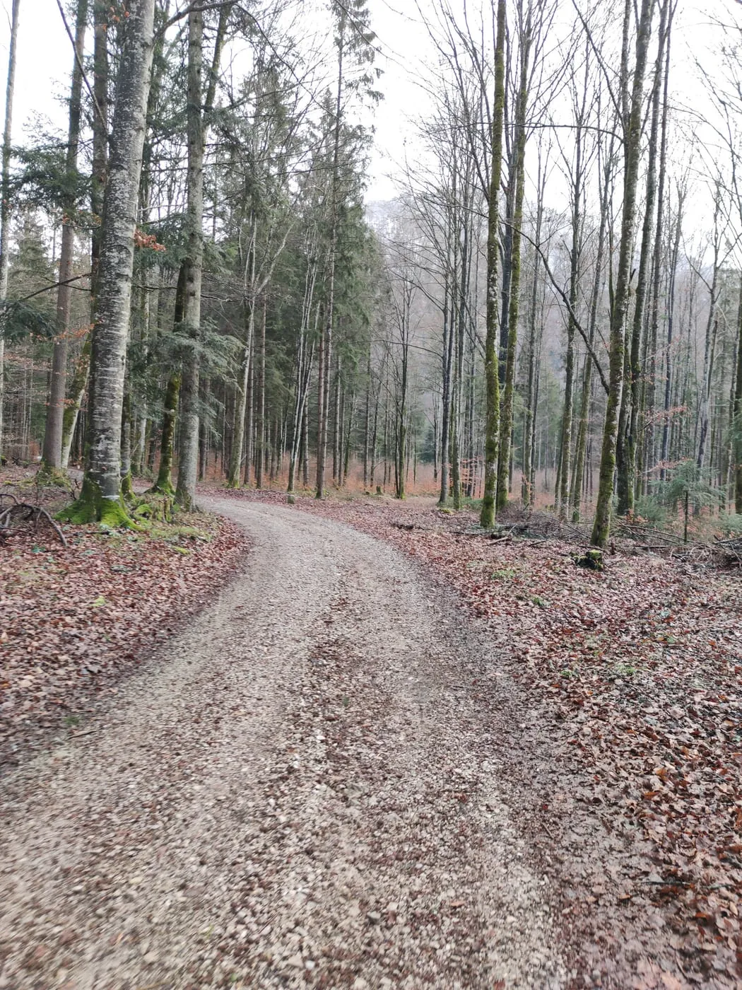 Sonnwärtskogel (1195m)