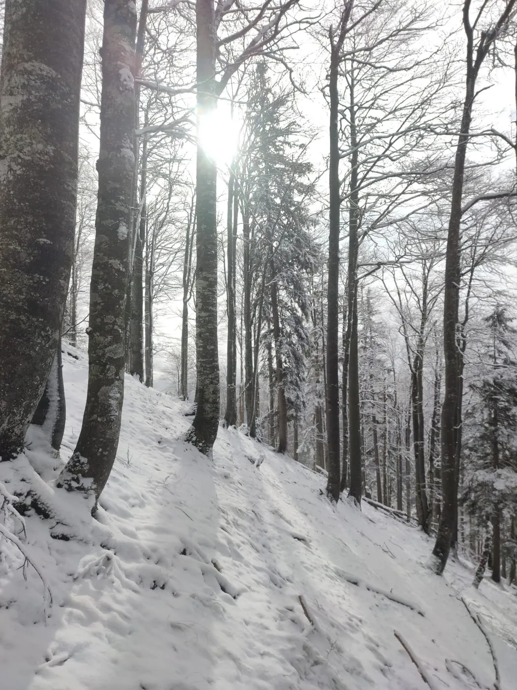 Sonnwärtskogel (1195m)