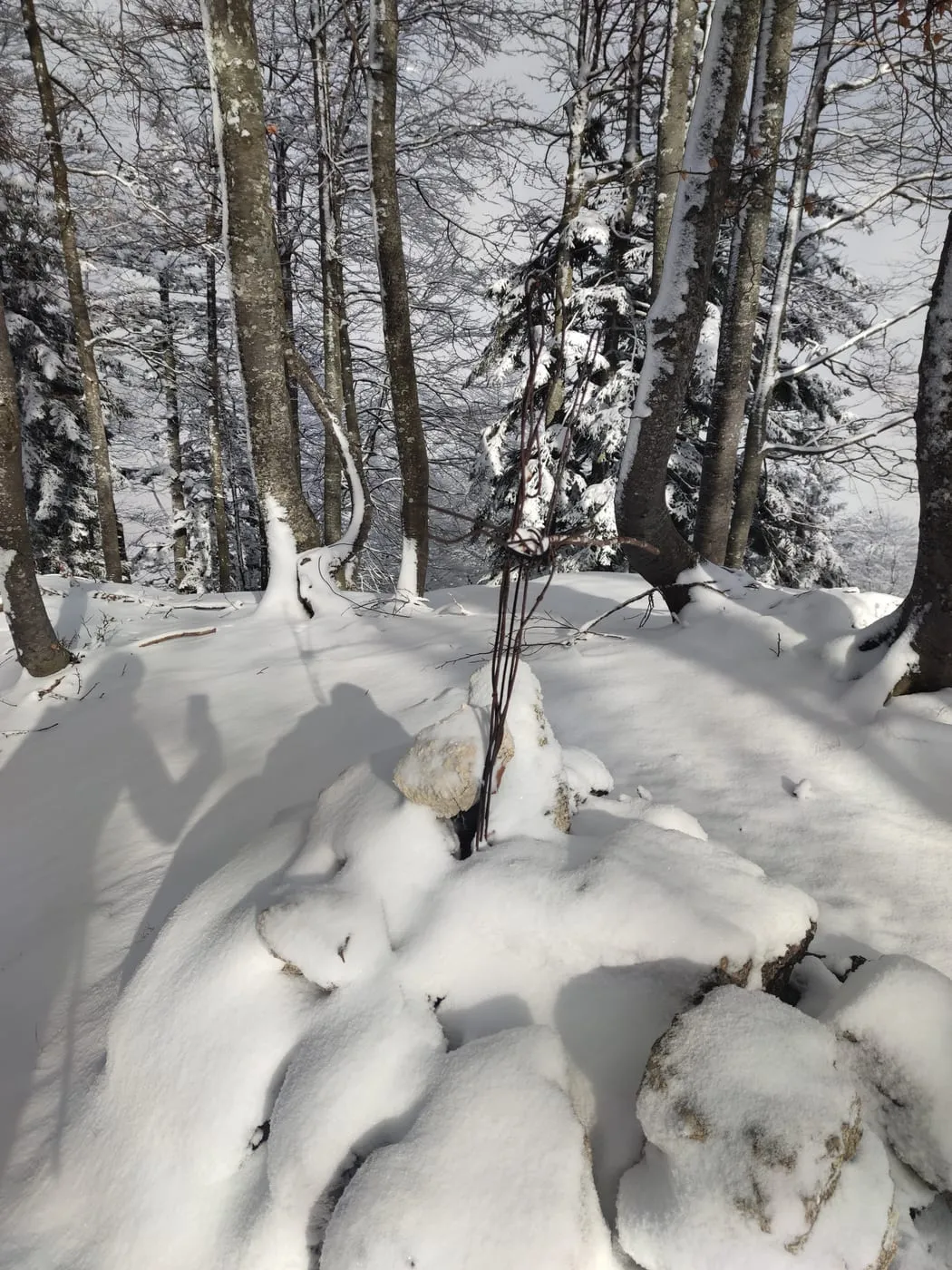 Sonnwärtskogel (1195m)