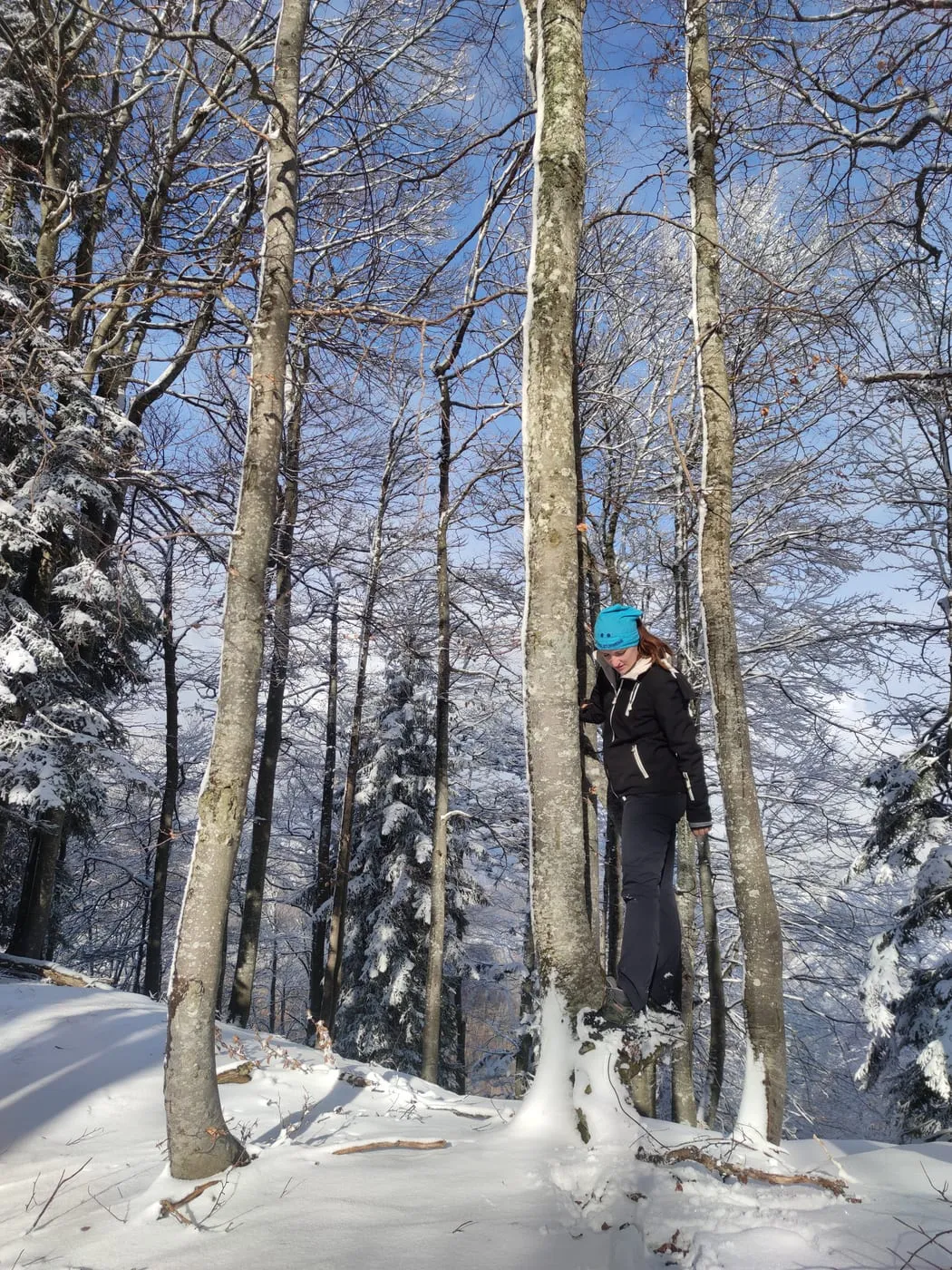 Sonnwärtskogel (1195m)