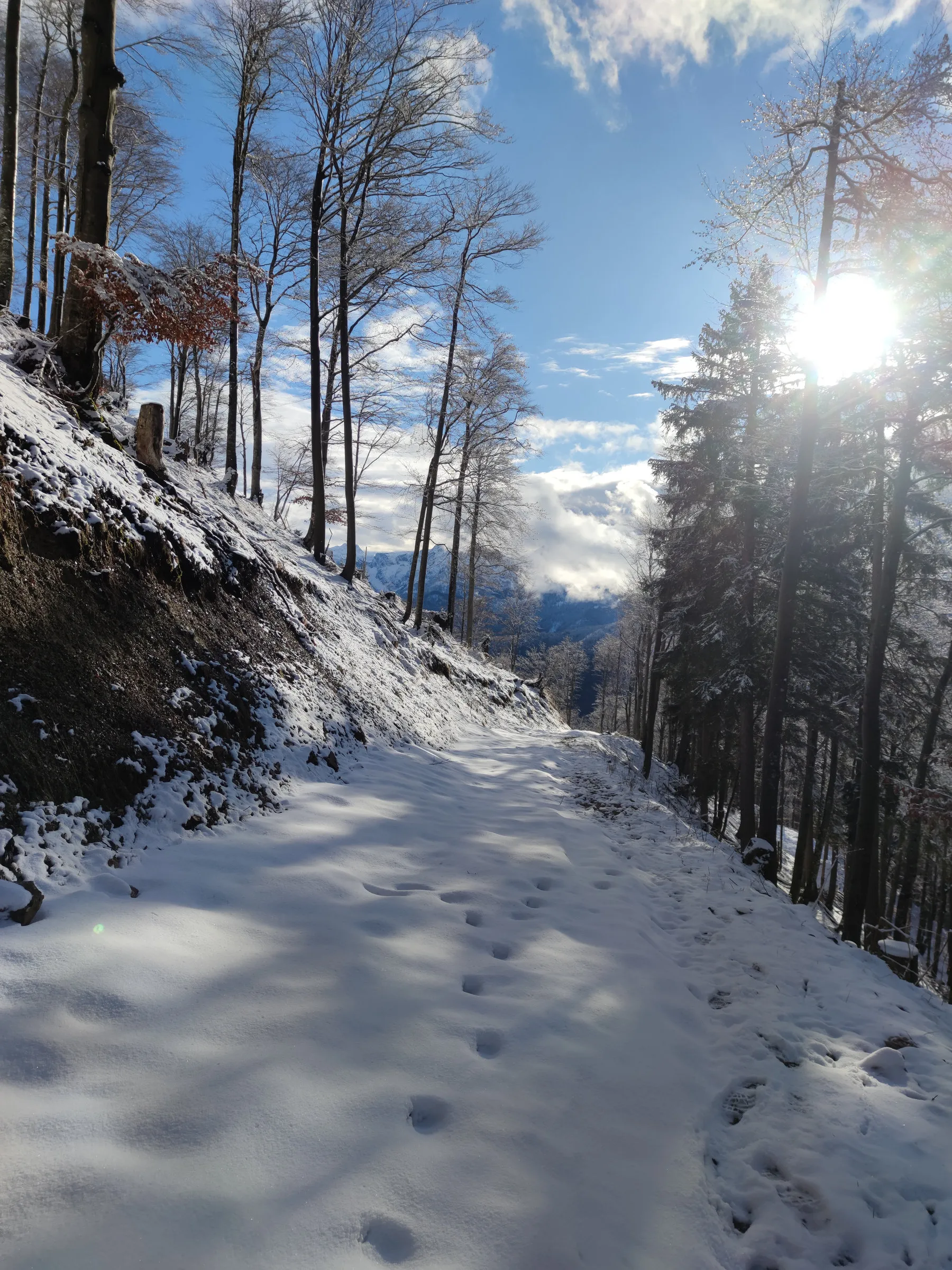Sonnwärtskogel (1195m)