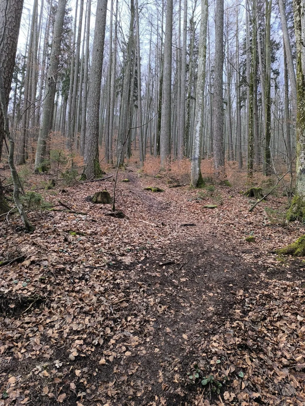 Steinmühlen (1099m) via Hambaum