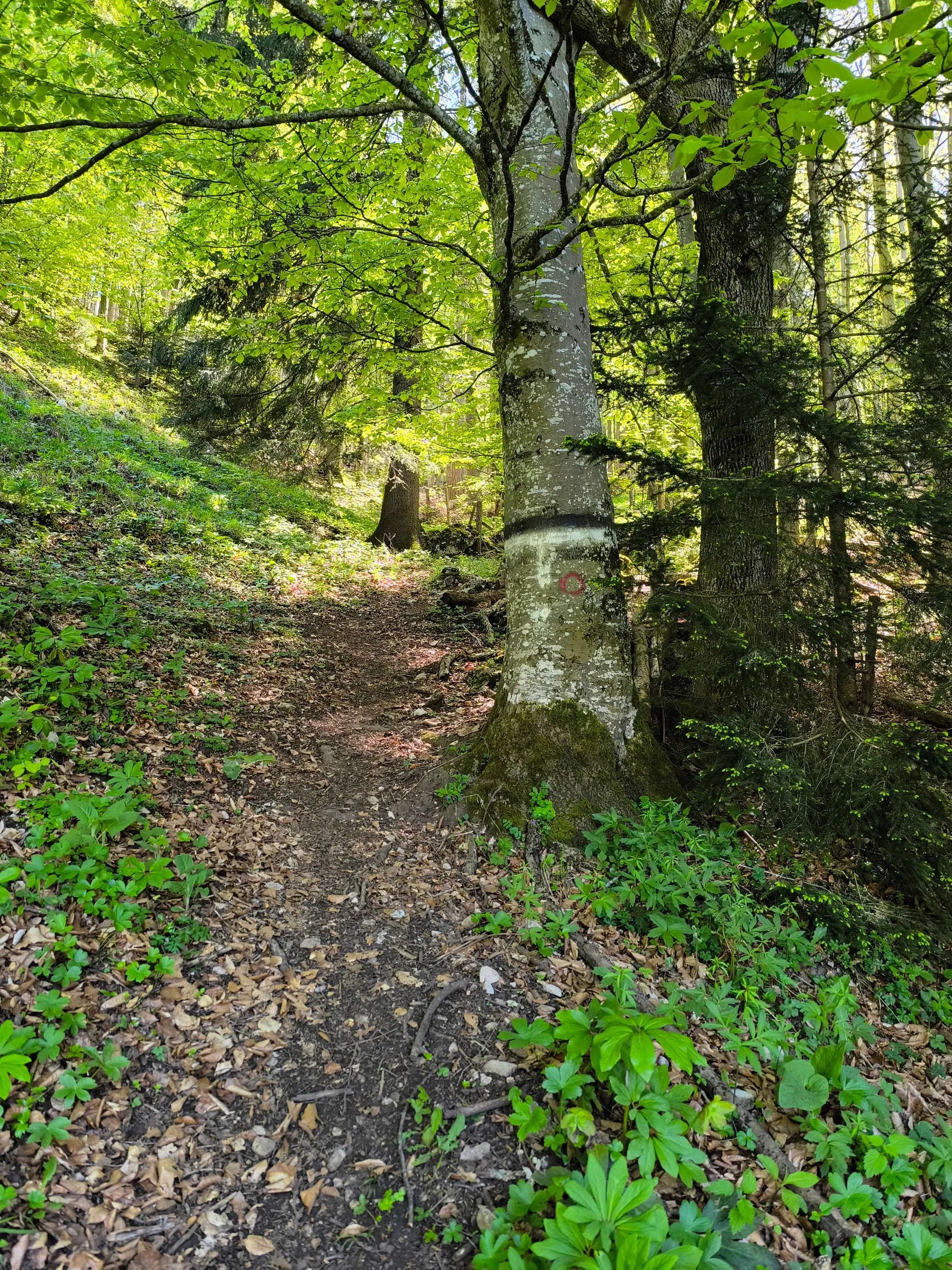 🥾 Wandermarkierungen in Österreich – das musst du wissen!