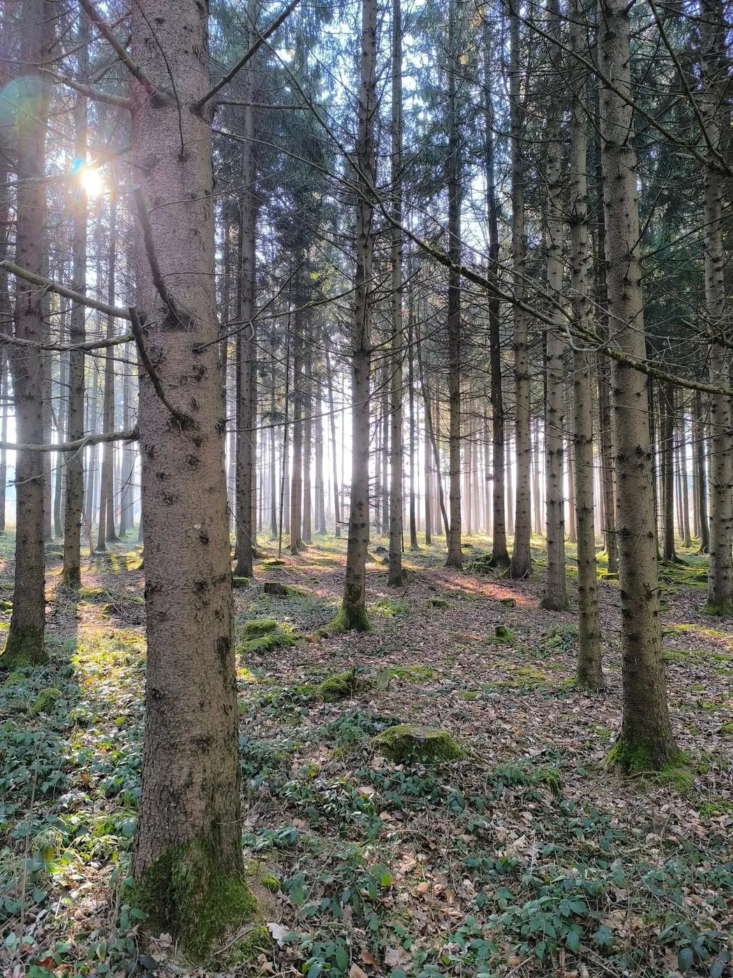 Wanderung um die Schacherteiche (Großer und Kleiner Schacherteich)