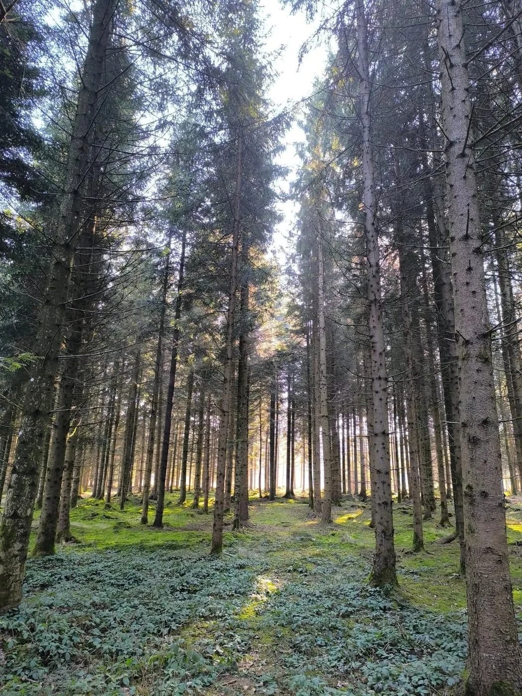 Wanderung um die Schacherteiche (Großer und Kleiner Schacherteich)