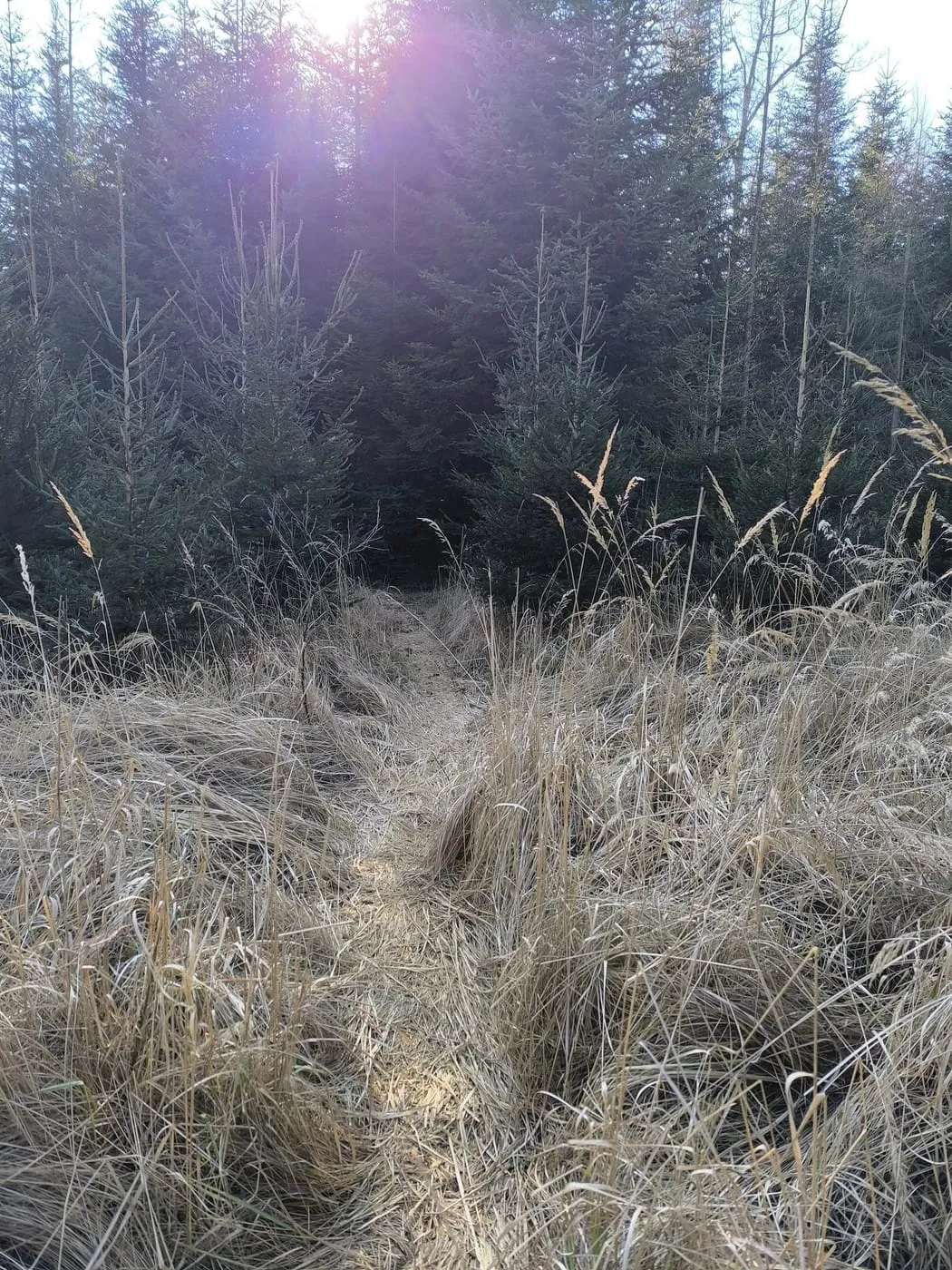 Wanderung um die Schacherteiche (Großer und Kleiner Schacherteich)