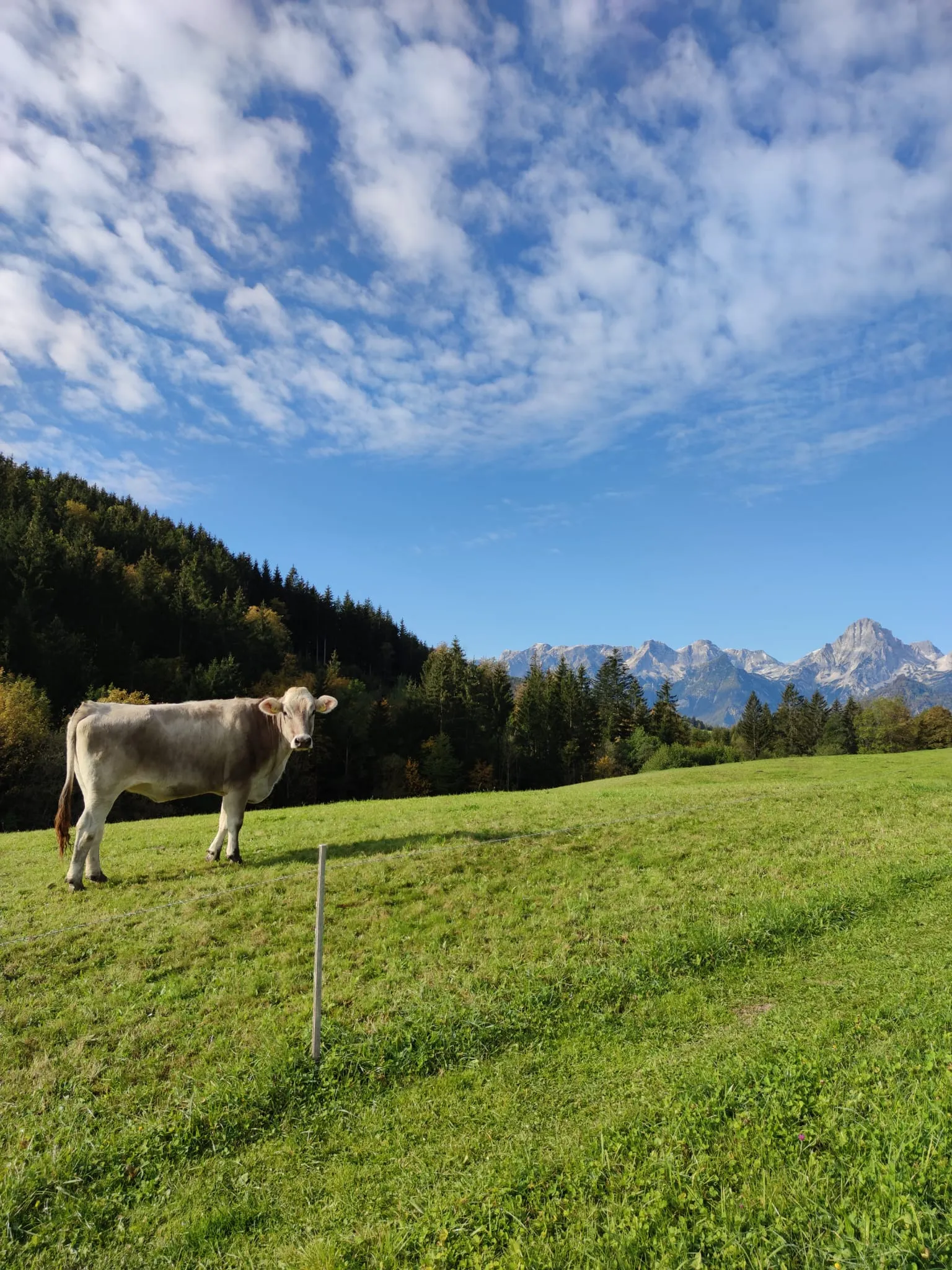 Braunvieh auf einer eingezäunten Weide, im Hintergrund die schneebedeckten Kalkalpen