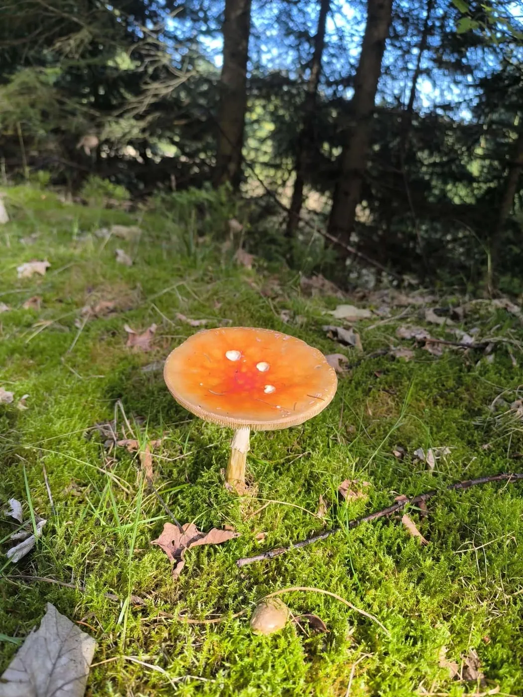 Fliegenpilz im Moos neben dem Weg