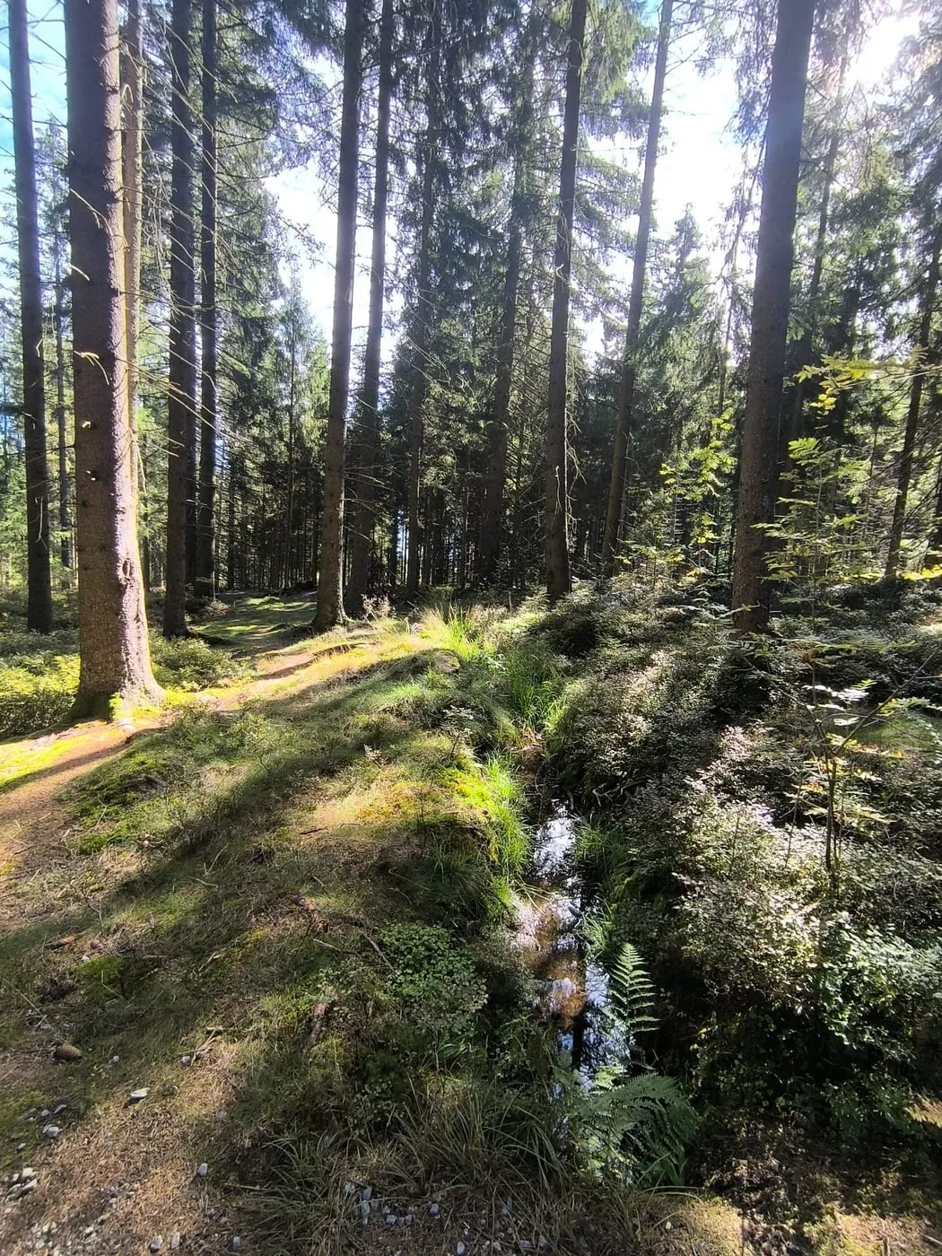 Sonniger Waldweg auf dem Rückweg ins Ortszentrum