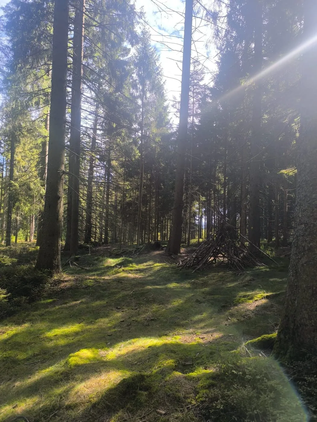 Lichter Fichtenwald entlang des Weges