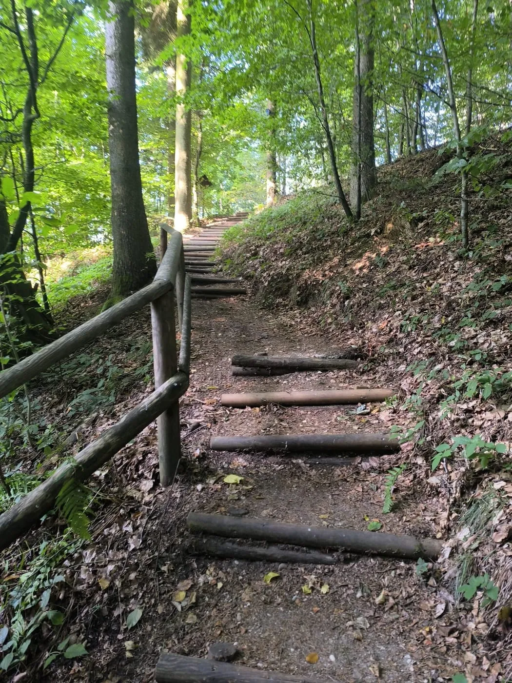 Stufenweg mit Holzgeländer führt durch den Wald bergauf