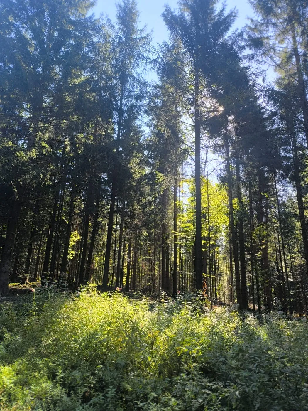 Sonnenlicht fällt durch den Fichtenwald