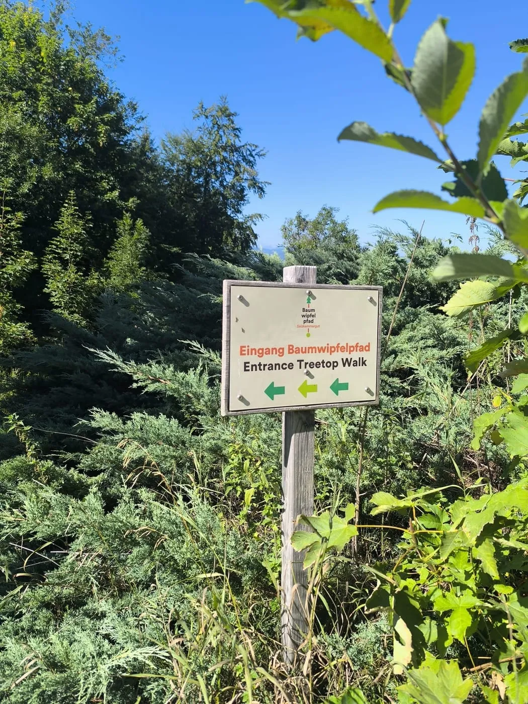 Wegweiser mit der Aufschrift Eingang Baumwipfelpfad