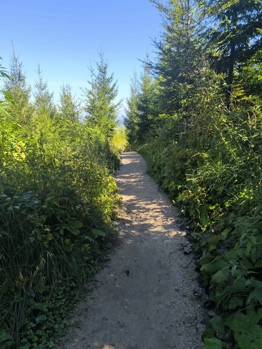 Schotterweg durch junge Fichten beim Abstieg vom Grünberg