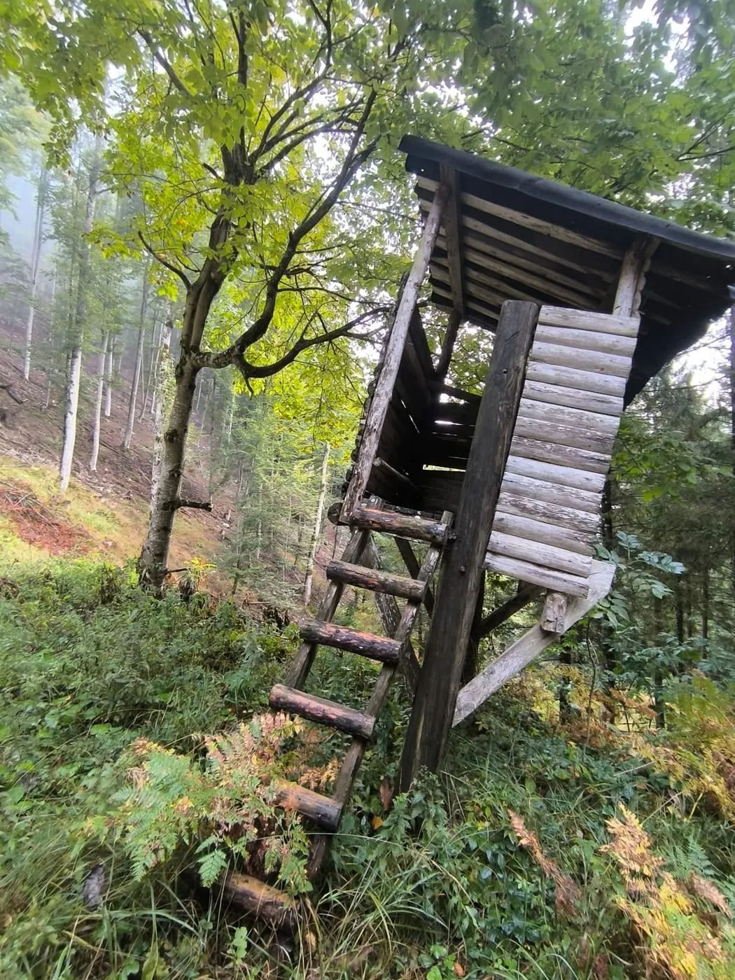 Hochstand im Wald