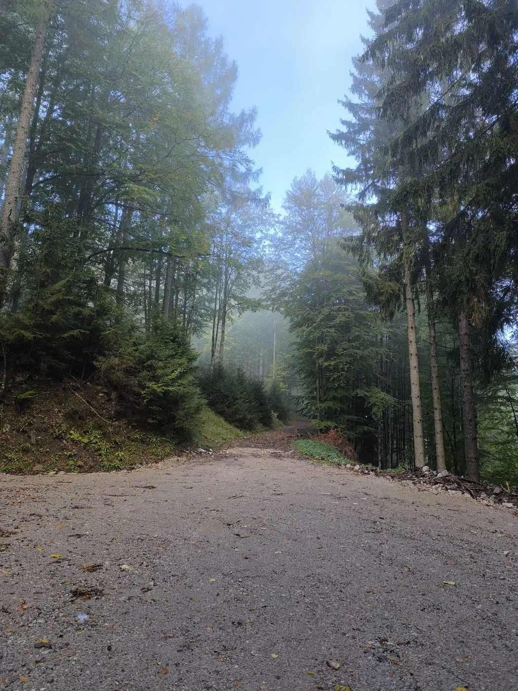 Breite Forststraße im Wald