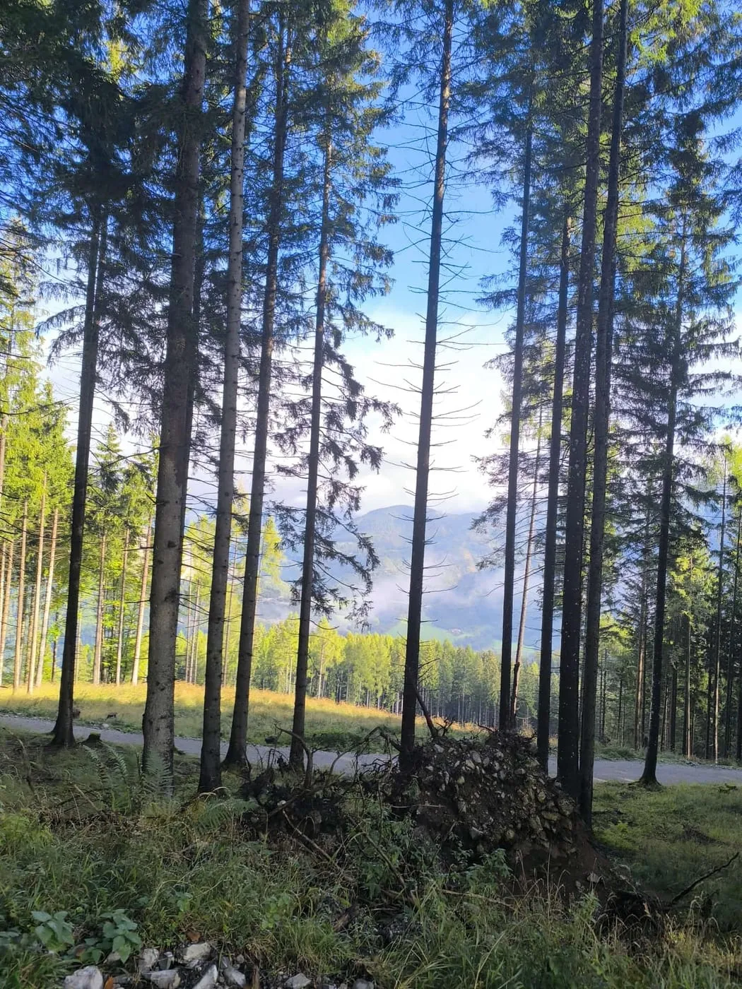 Hoher Fichtenwald entlang des Aufstiegs