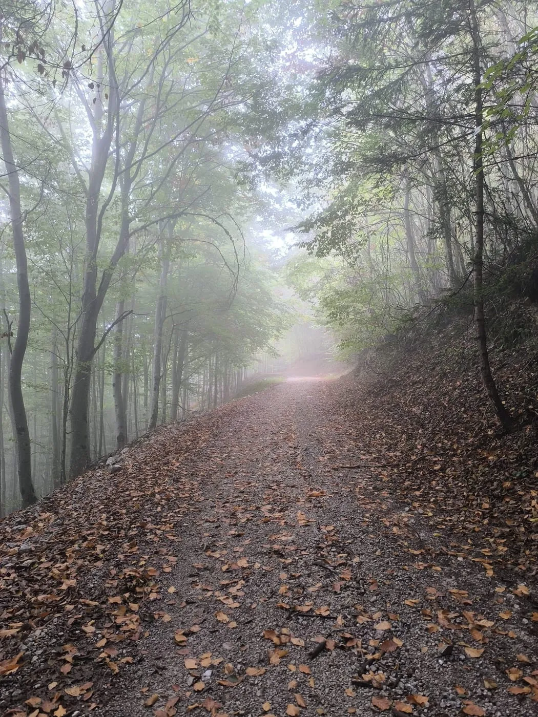 Nebliger Waldweg mit Herbstlaub