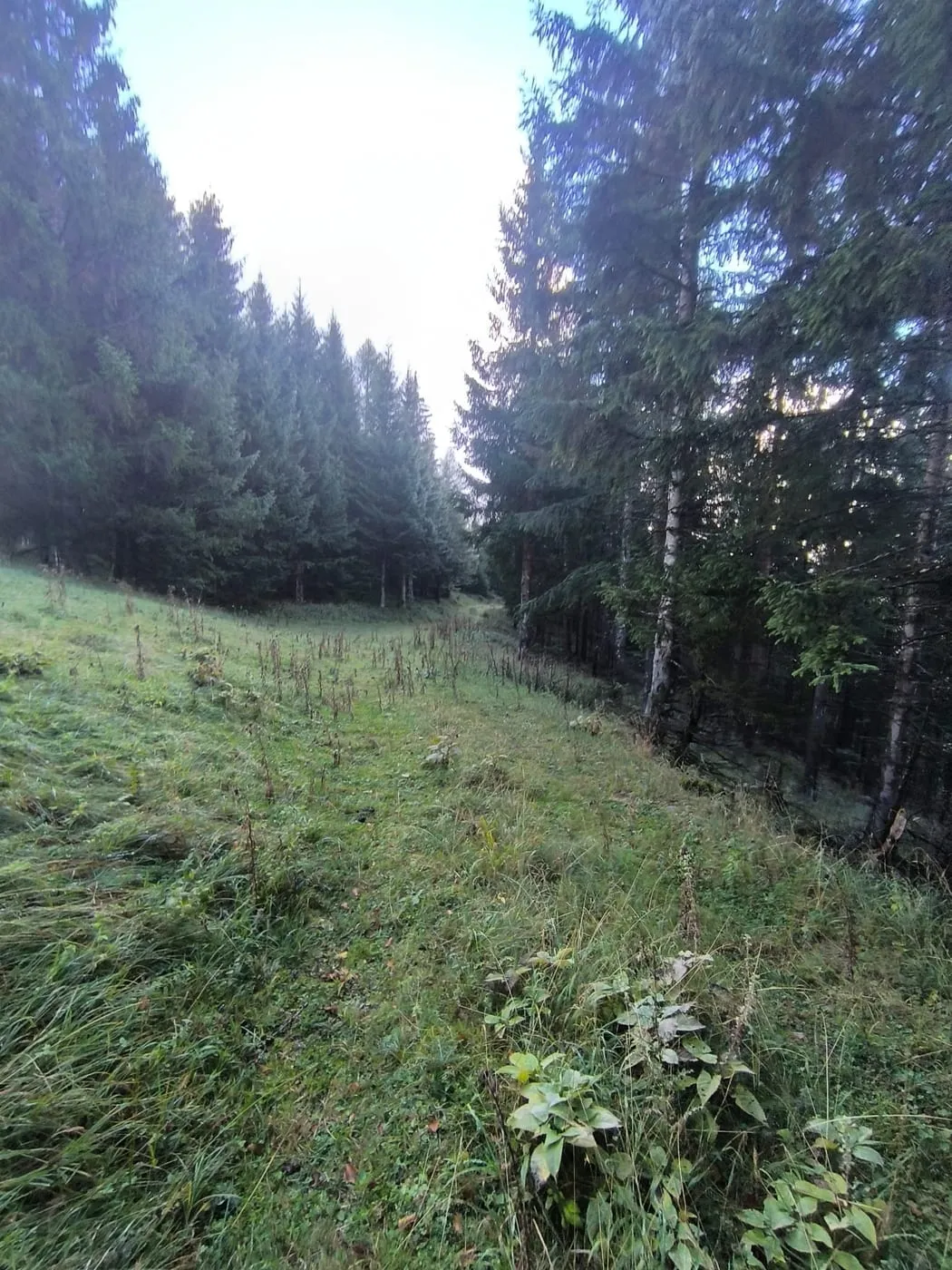 Schmaler Wiesenstreifen zwischen den Waldstücken