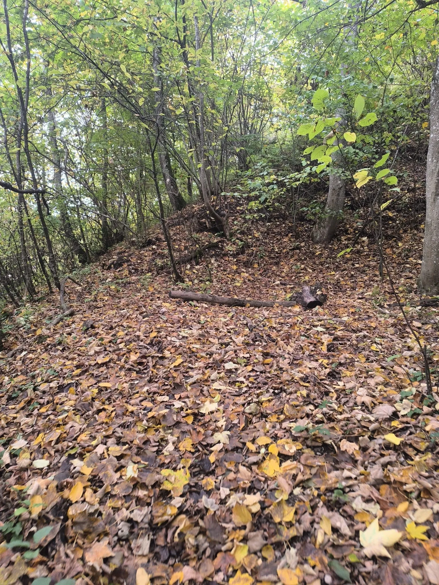 Laubbedeckter Waldboden am Aufstieg, der Weg ist kaum noch zu erkennen